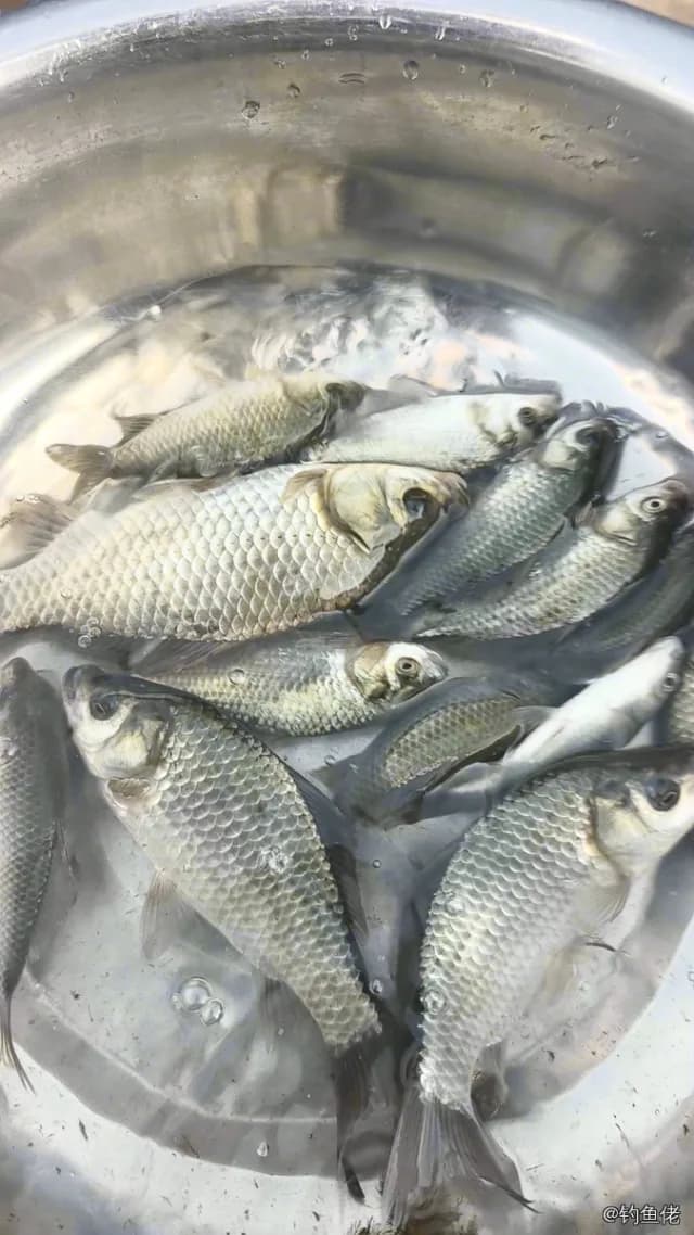 鲫鱼钓获 0.45kg