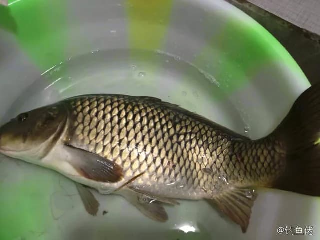 鲤鱼钓获 3.1kg