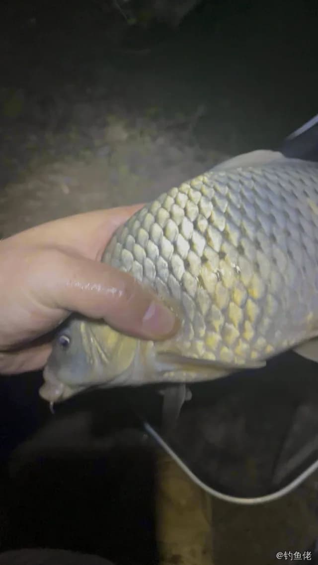 鲤鱼钓获 4kg