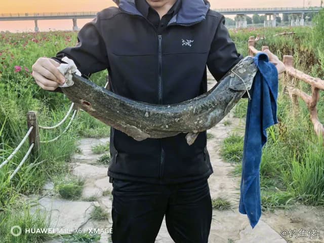 鲶鱼钓获 4kg