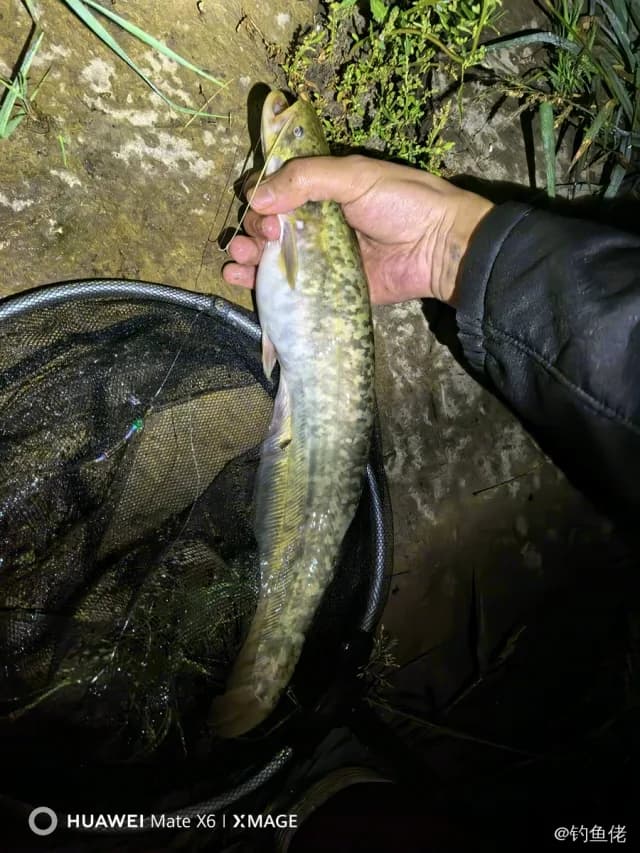 鲶鱼钓获 2.1kg