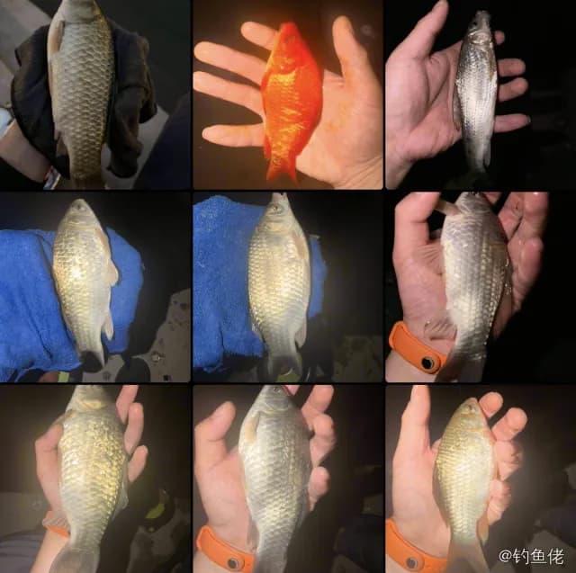 鲫鱼钓获 1.3kg