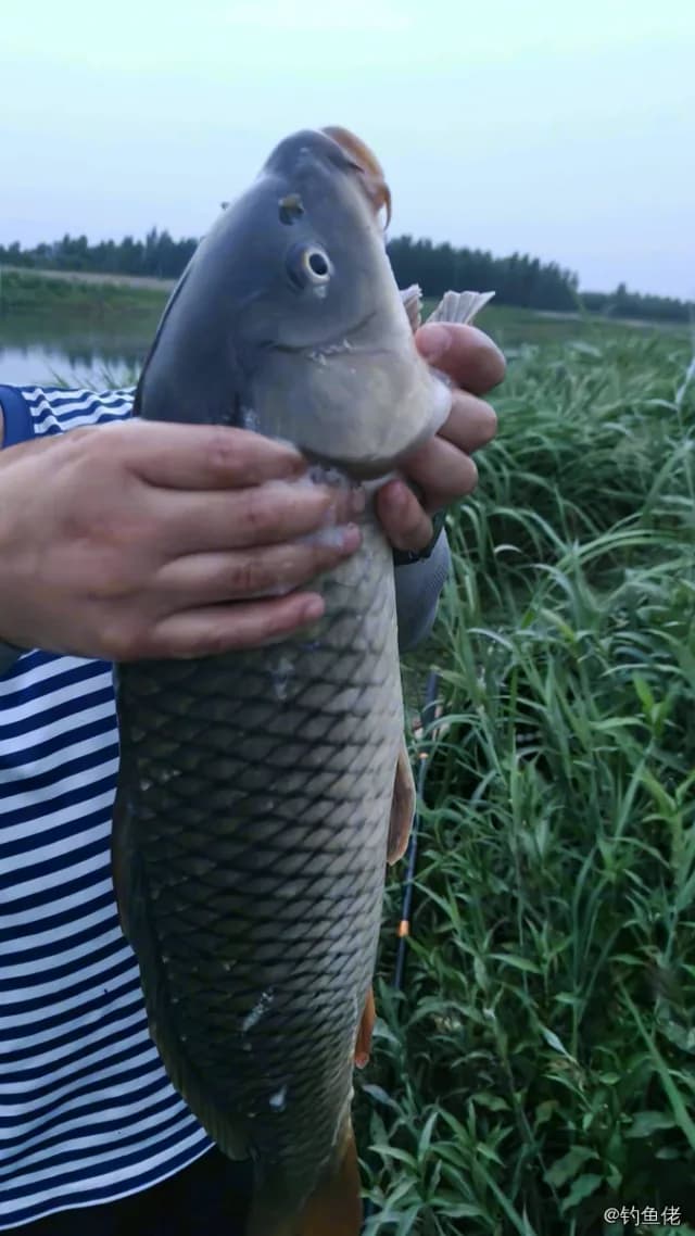 鲤鱼钓获 7.1kg