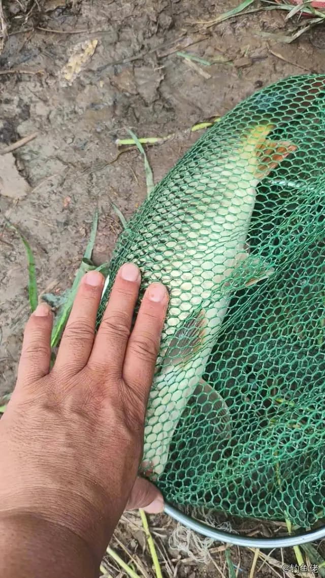 鲤鱼钓获 1.3kg