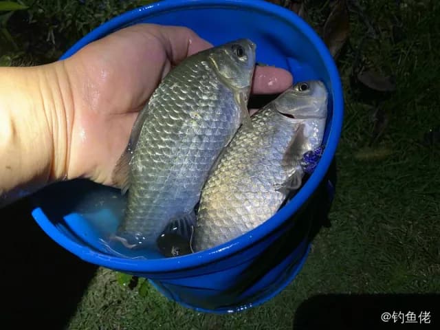 鲫鱼钓获 0.1kg