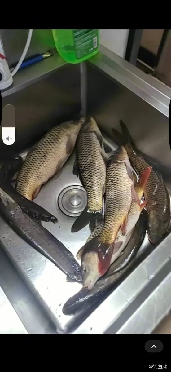 鲤鱼钓获 6kg