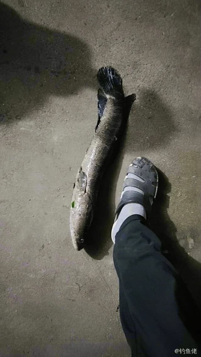 乌鳢钓获 2.4kg