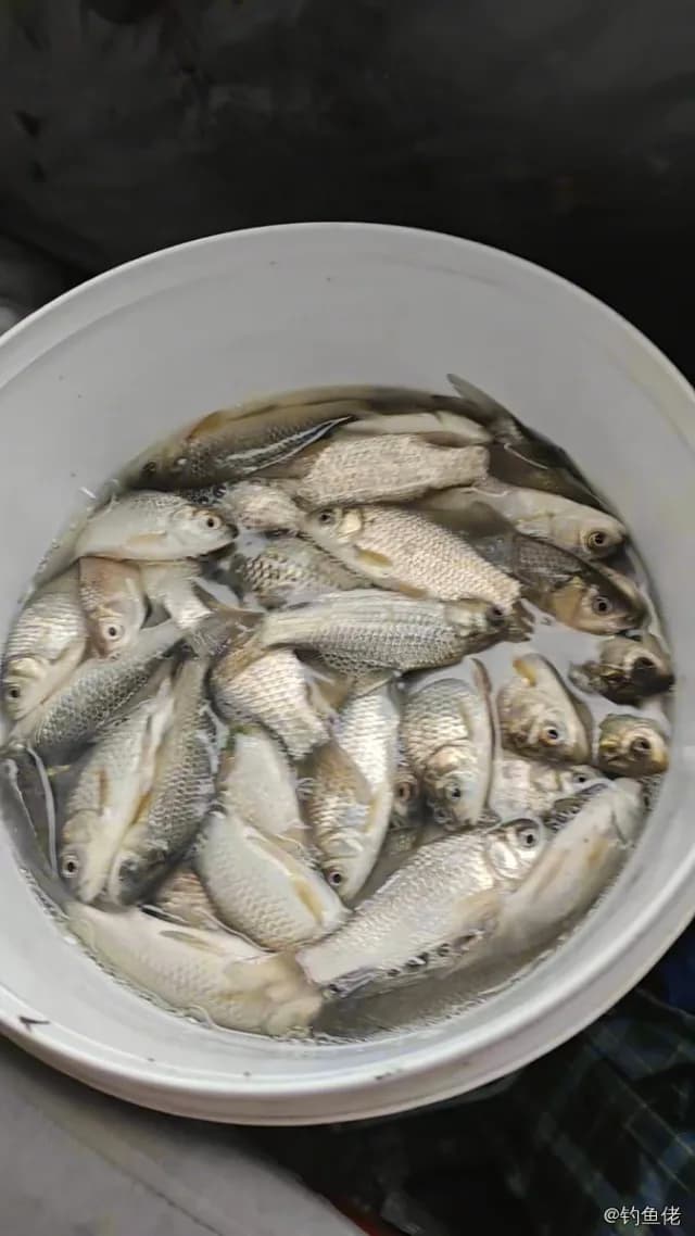 鲫鱼钓获 0.45kg