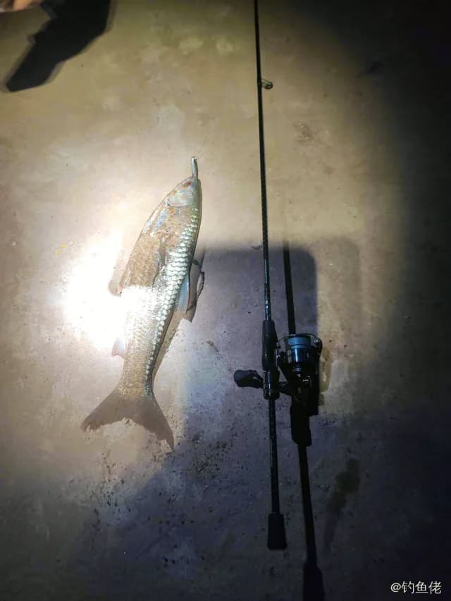 赤眼鳟钓获 1.5kg