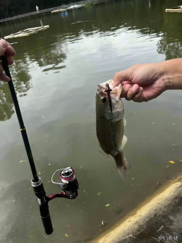 大口黑鲈钓获 0.4kg