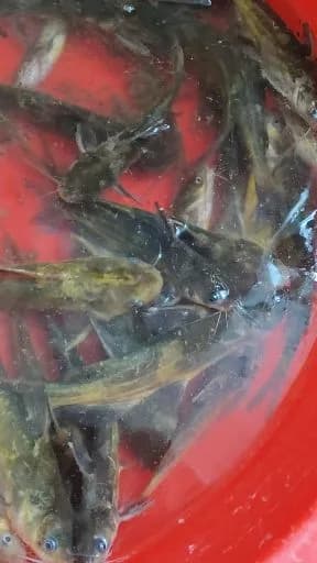 鲤鱼钓获 18kg