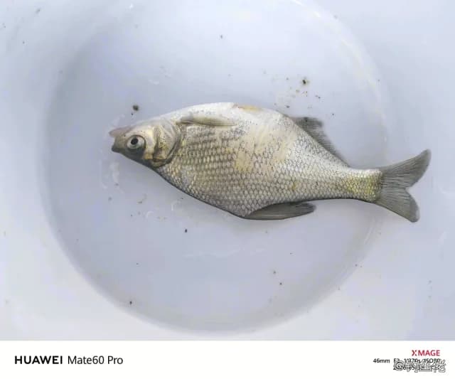 鳊鱼钓获 0.03kg