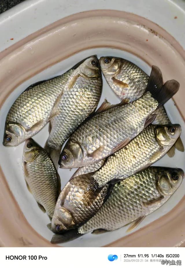 鲫鱼钓获 1.3kg