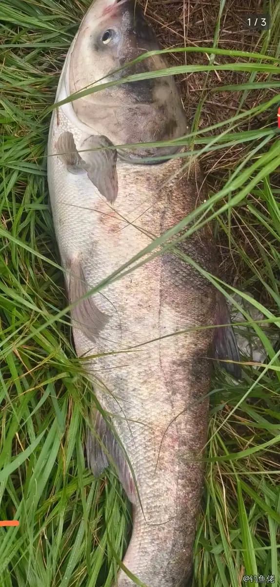 鳙鱼钓获 19.7kg