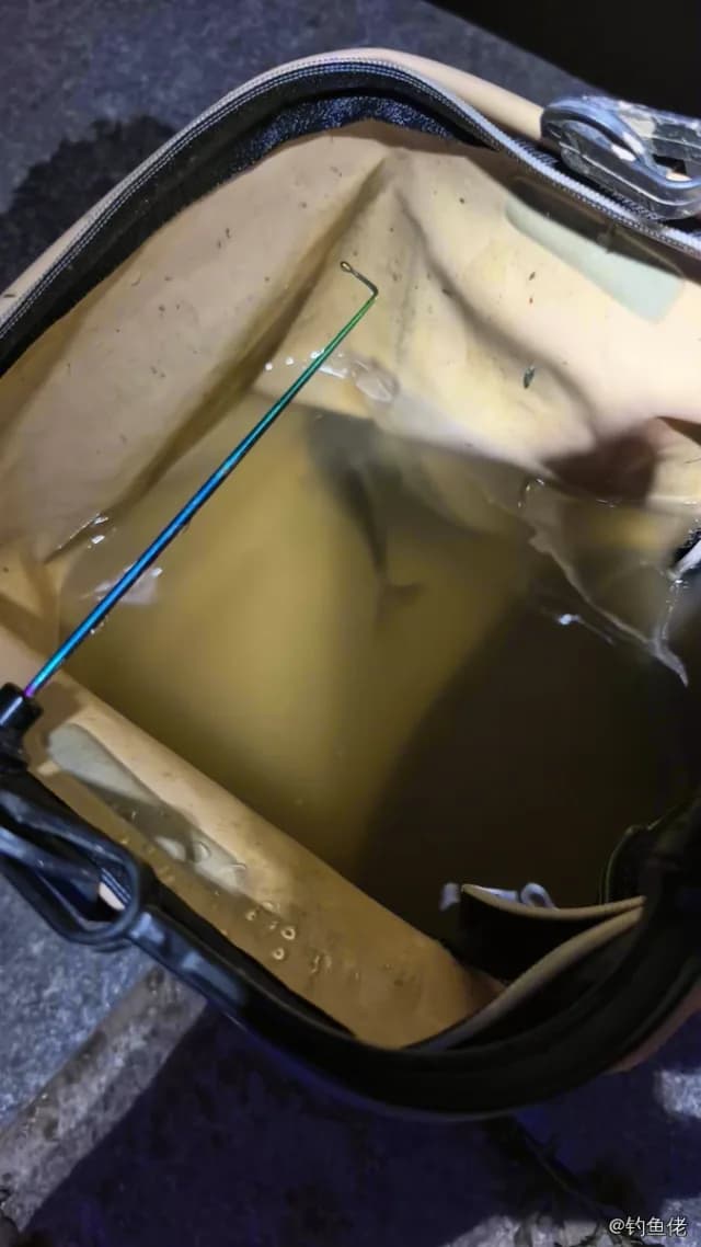 鲫鱼钓获 1.3kg