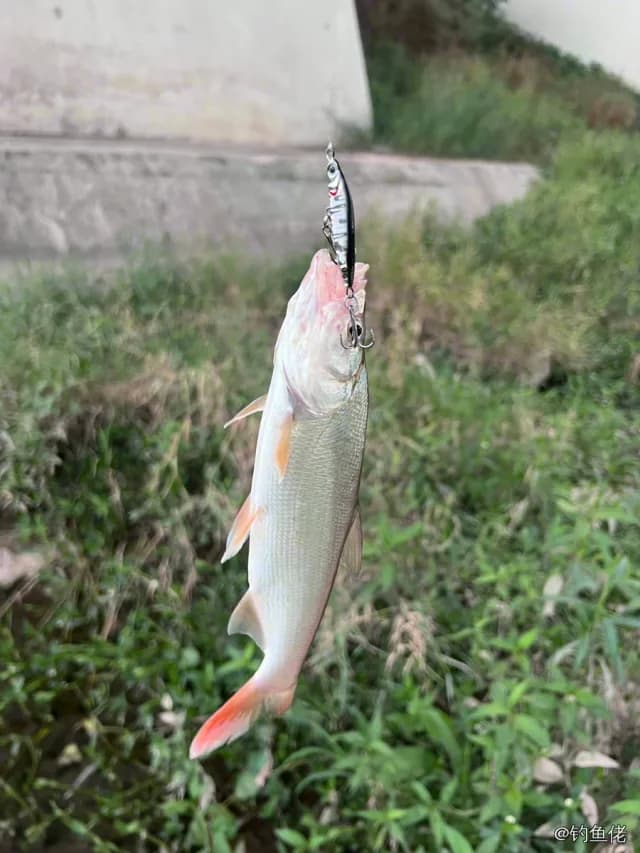 似鳊钓获 0.2kg