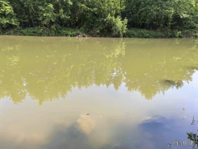 鲤鱼钓获 2.8kg