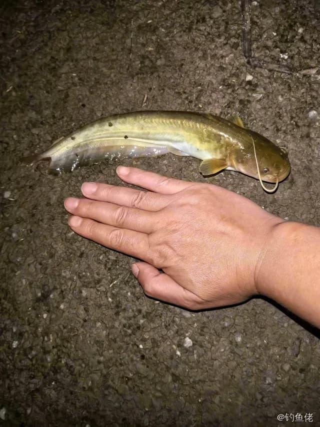 鲶鱼钓获 0.2kg