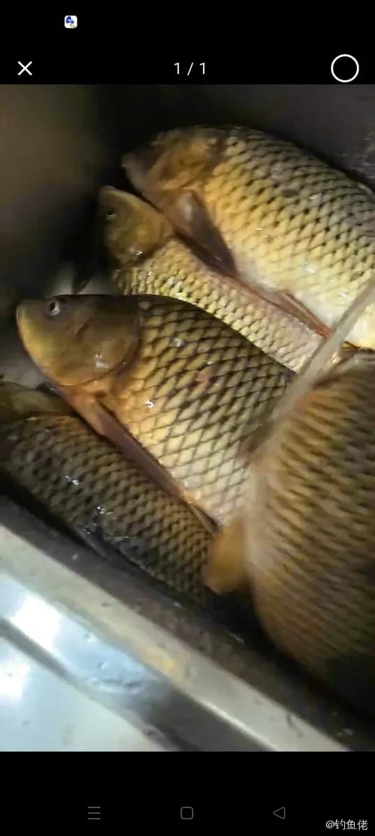鲤鱼钓获 4kg