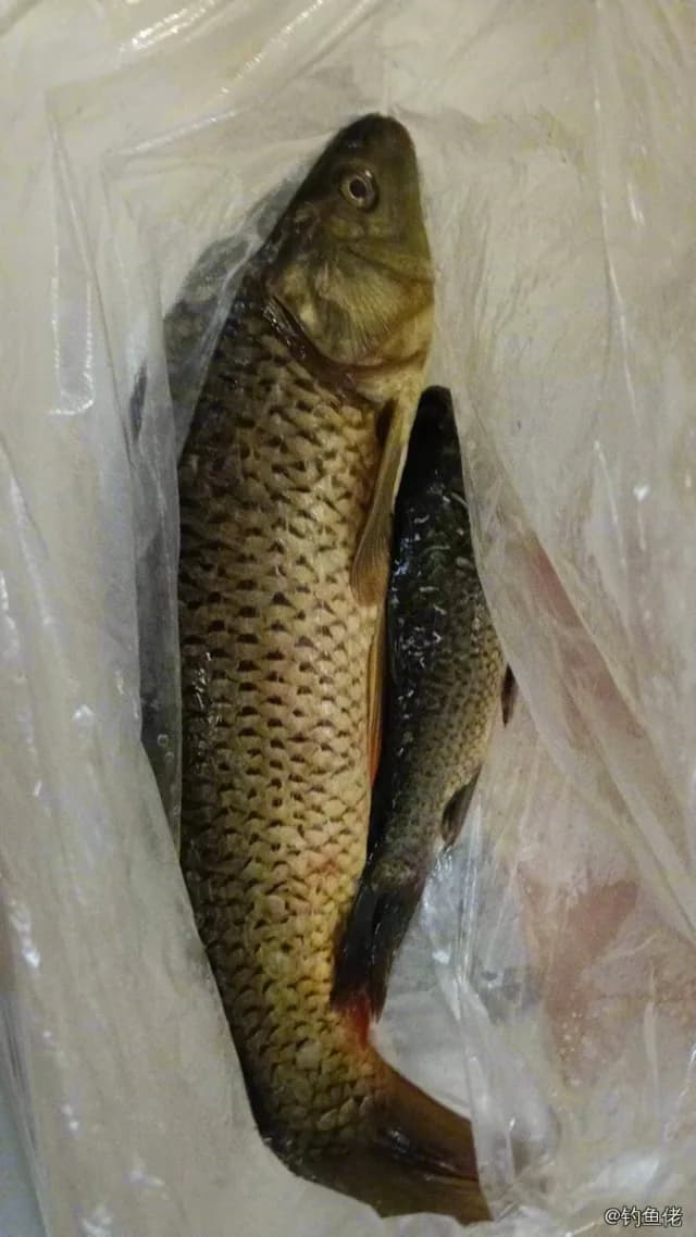 鲤鱼钓获 1kg