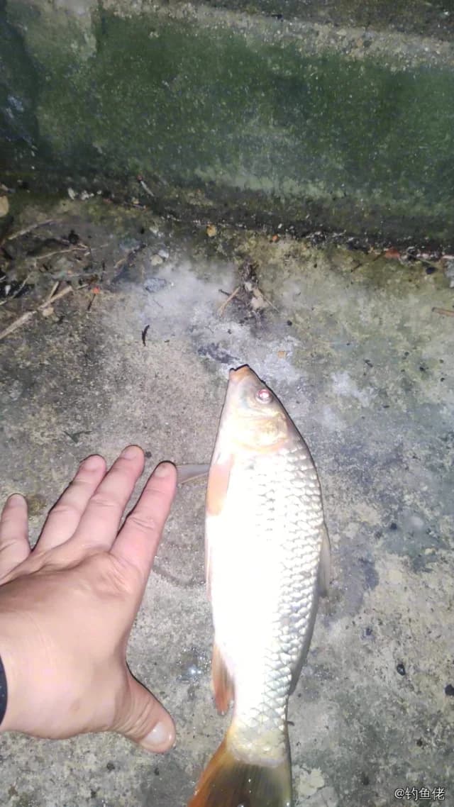 鲤鱼钓获 1.1kg