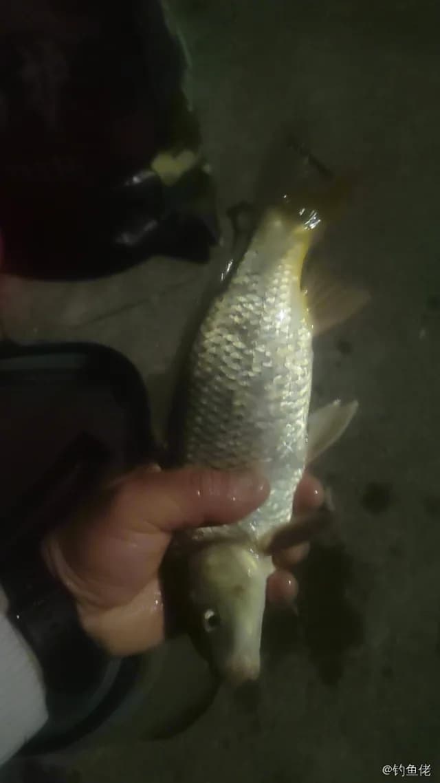 鲤鱼钓获 0.6kg