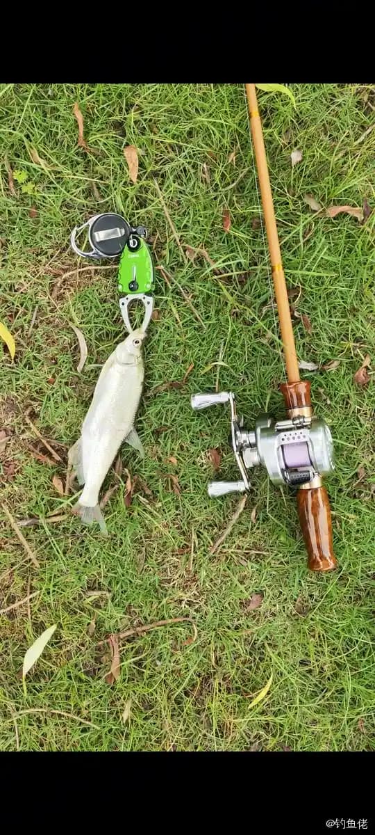 红鳍鲌钓获 0.05kg