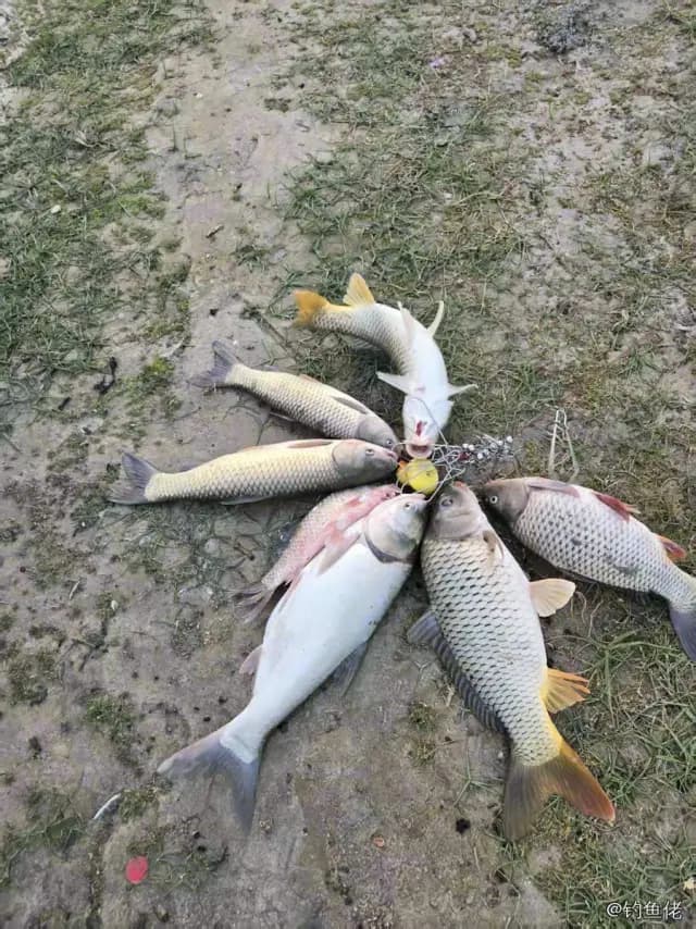 鲤鱼钓获 6kg
