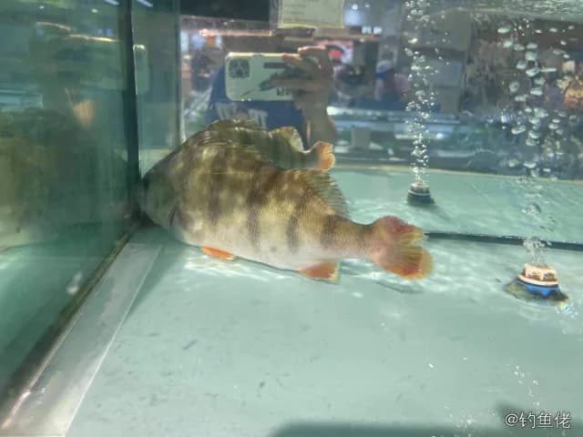 河鲈钓获 0.5kg
