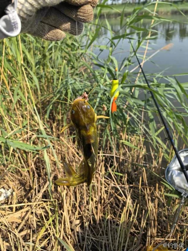 黄颡鱼钓获 0.2kg