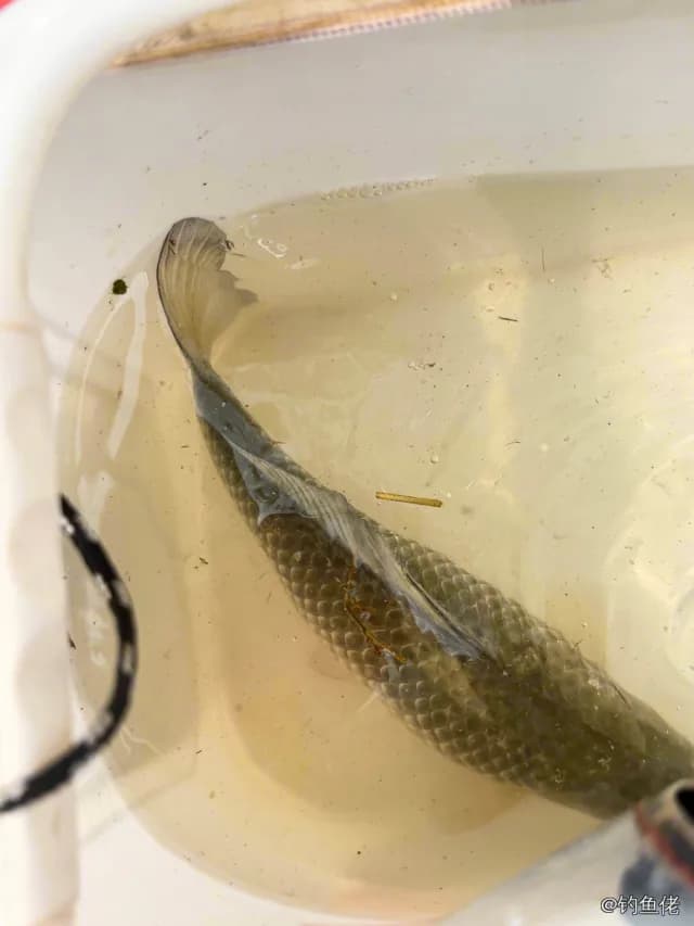 鲫鱼钓获 0.5kg