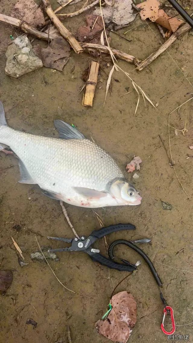 鳊鱼钓获 1.3kg