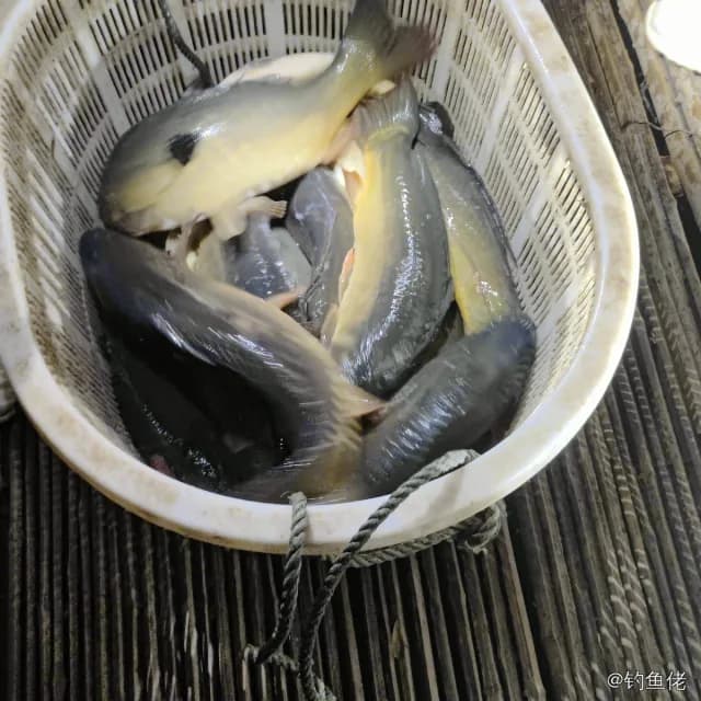 鲤鱼钓获 1.7kg