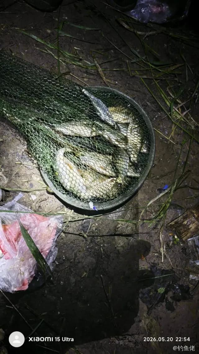 鲫鱼钓获 1.3kg