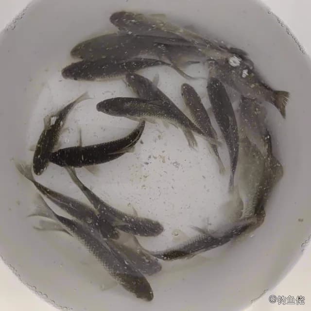 鲫鱼钓获 0.3kg