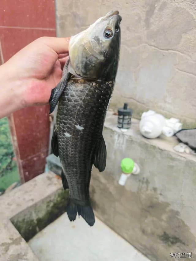 青鱼钓获 96kg