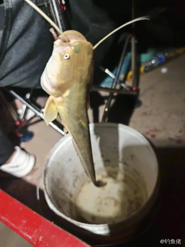 黄颡鱼钓获 0.3kg