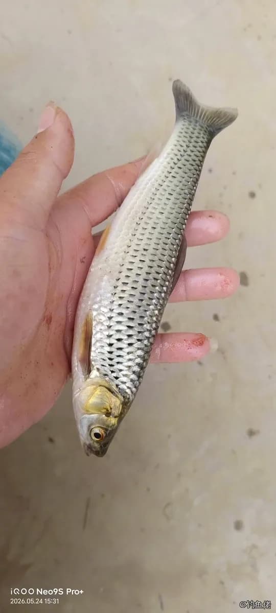 赤眼鳟钓获 0.5kg