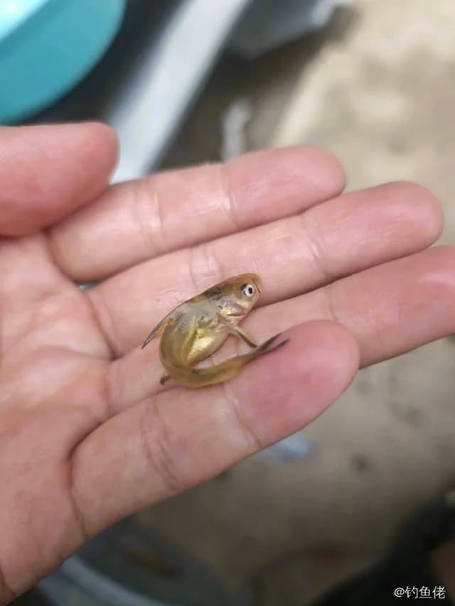 黄颡鱼钓获 0.1kg