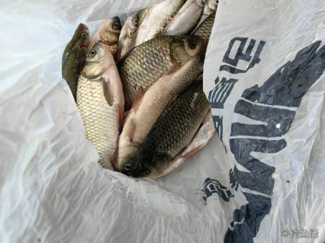 鲫鱼钓获 0.45kg