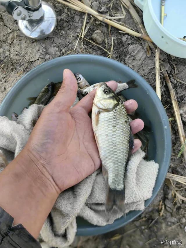 鲫鱼钓获 0.45kg