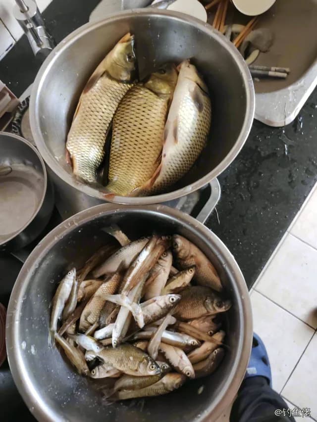 草鱼钓获 4.5kg