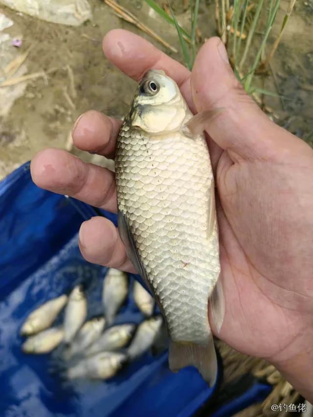 鲫鱼钓获 0.1kg