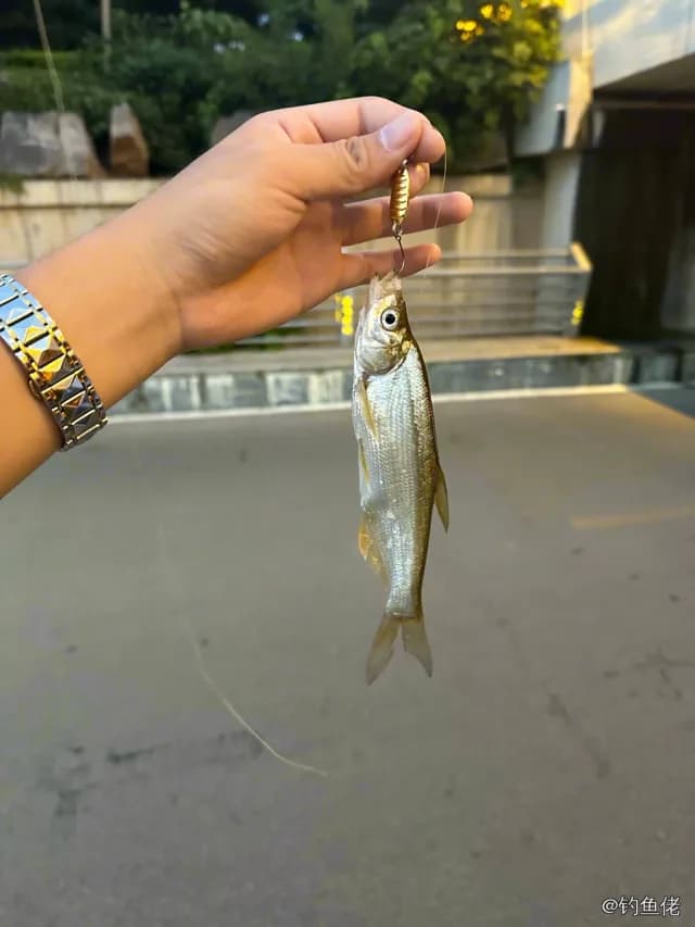 红鳍鲌钓获 0.9kg