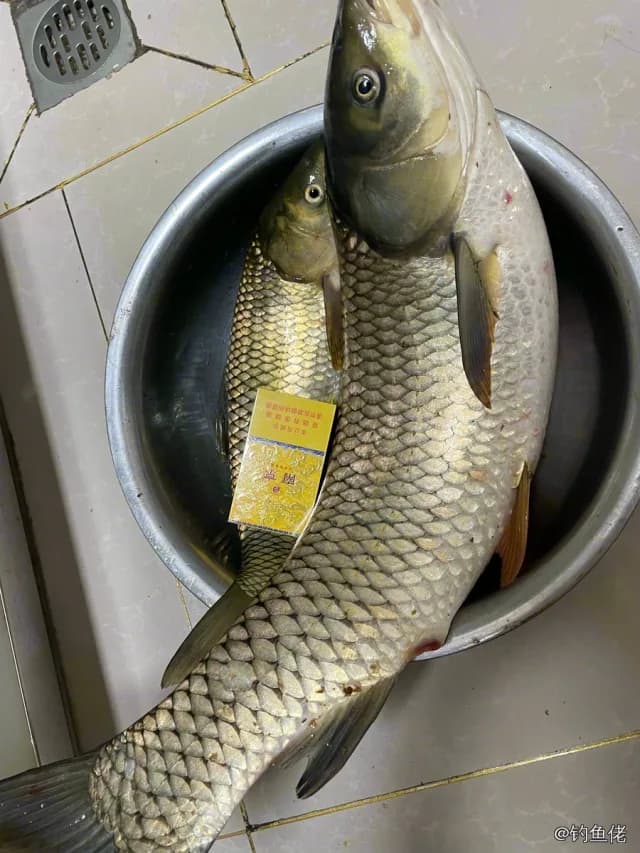 草鱼钓获 6kg