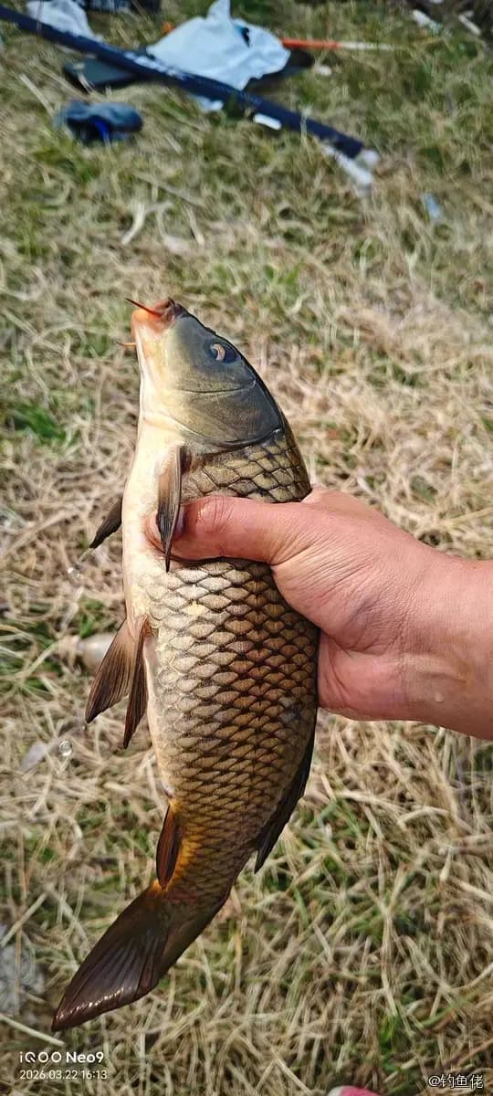 鲤鱼钓获 6kg