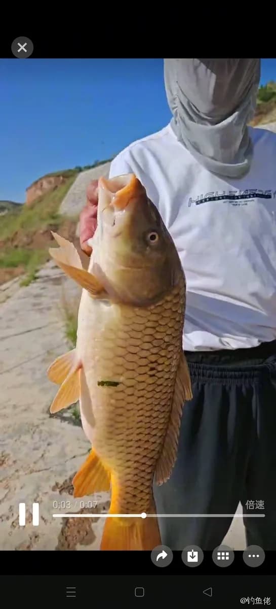 鲤鱼钓获 2.7kg