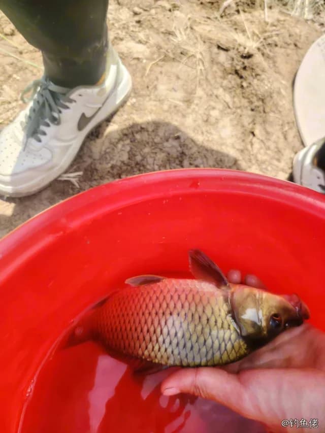 鲤鱼钓获 1kg