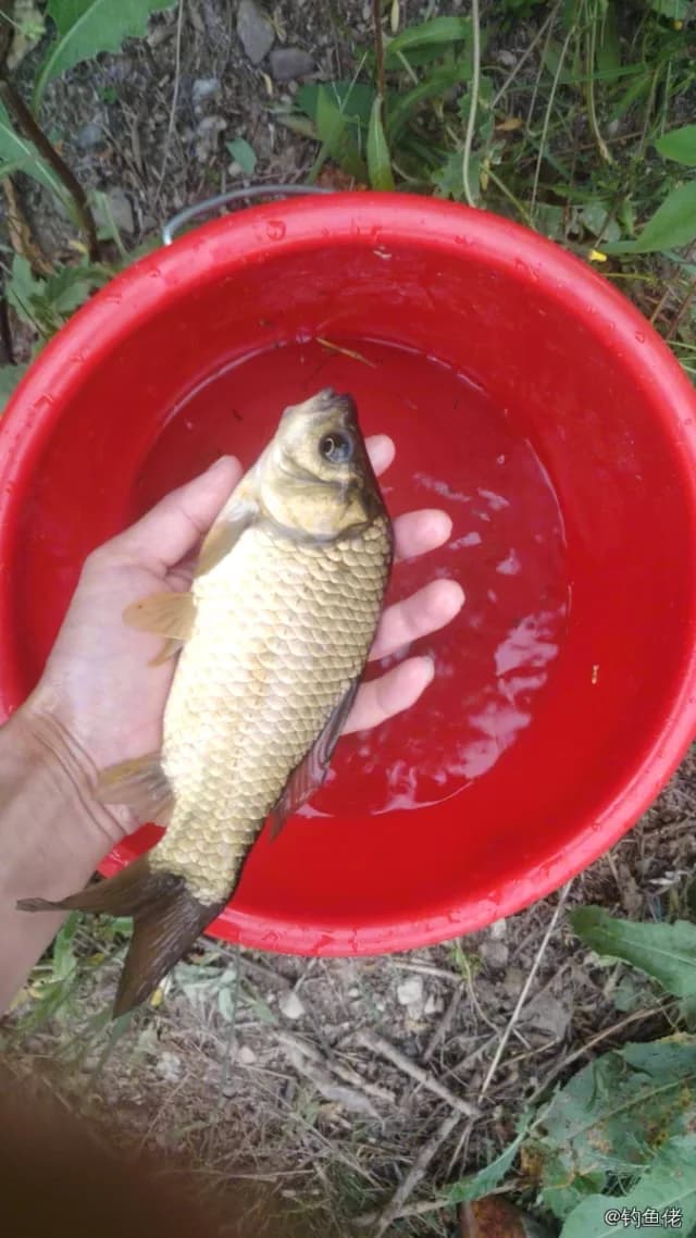 鲫鱼钓获 0.8kg