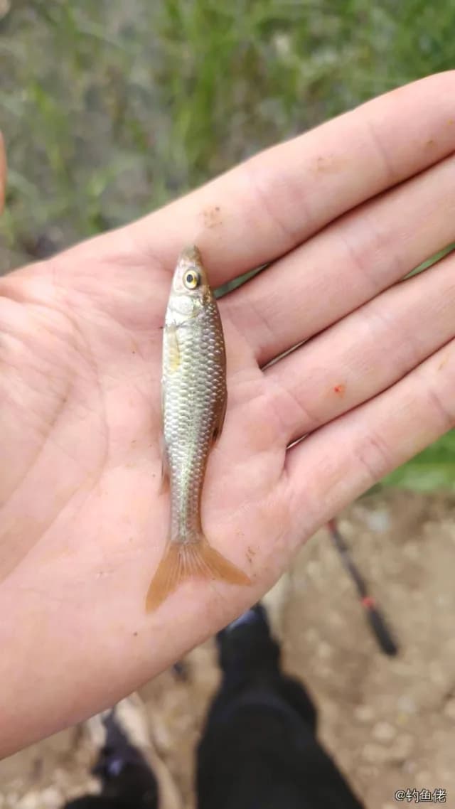 麦穗鱼钓获 